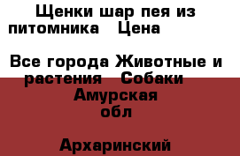 Щенки шар-пея из питомника › Цена ­ 15 000 - Все города Животные и растения » Собаки   . Амурская обл.,Архаринский р-н